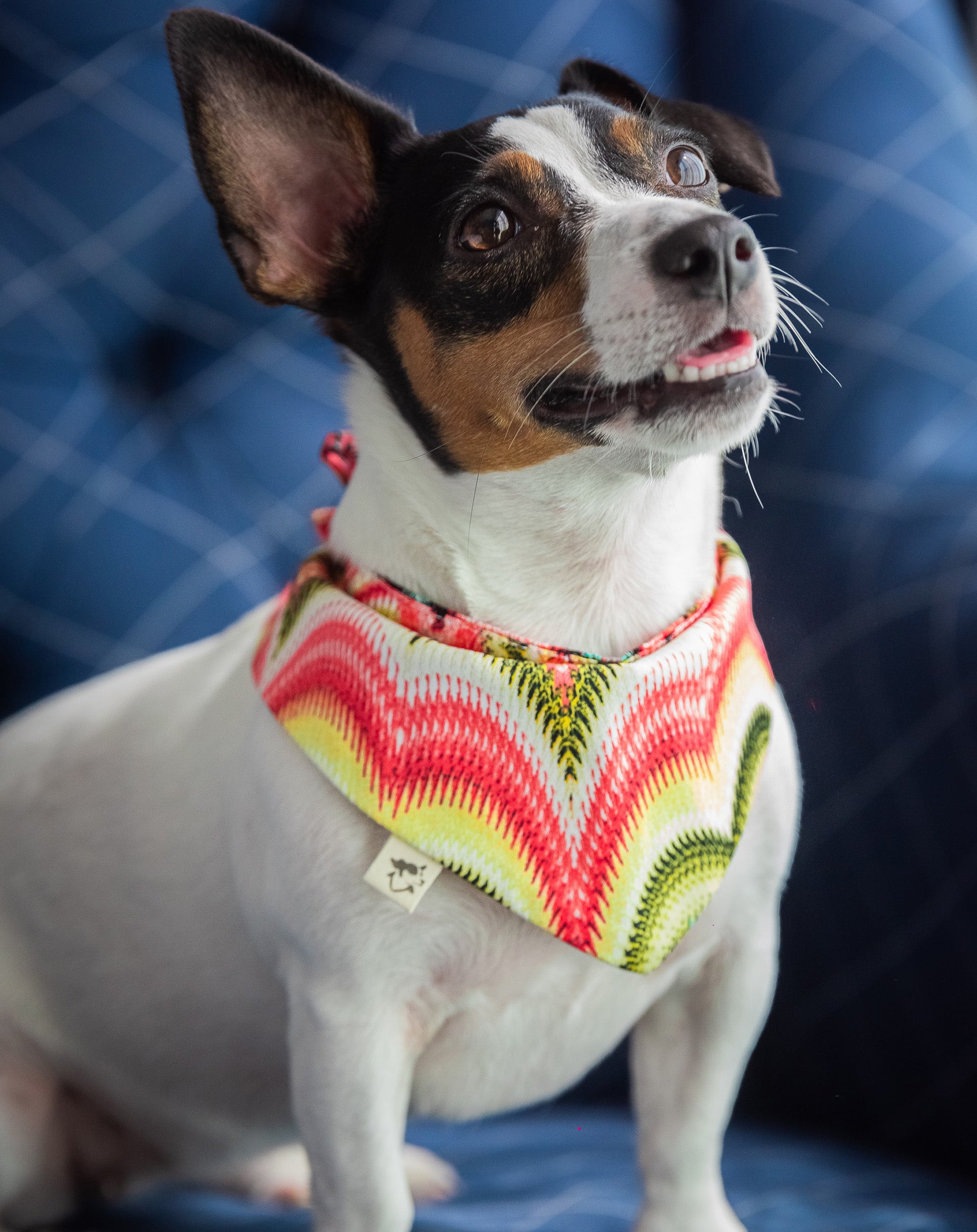 Party Bandana