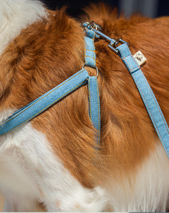 Dog clothing - harness and leash