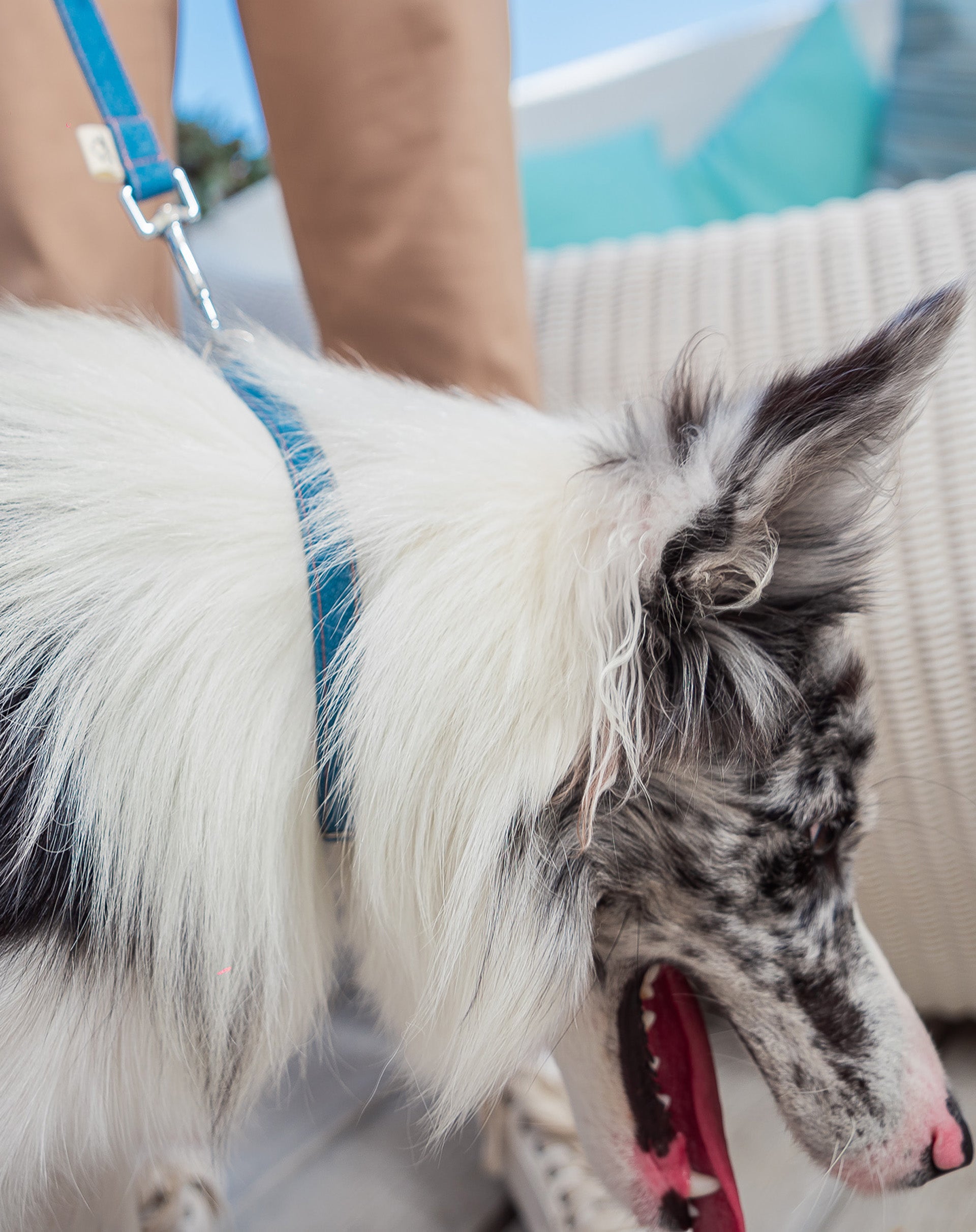 Denim collar