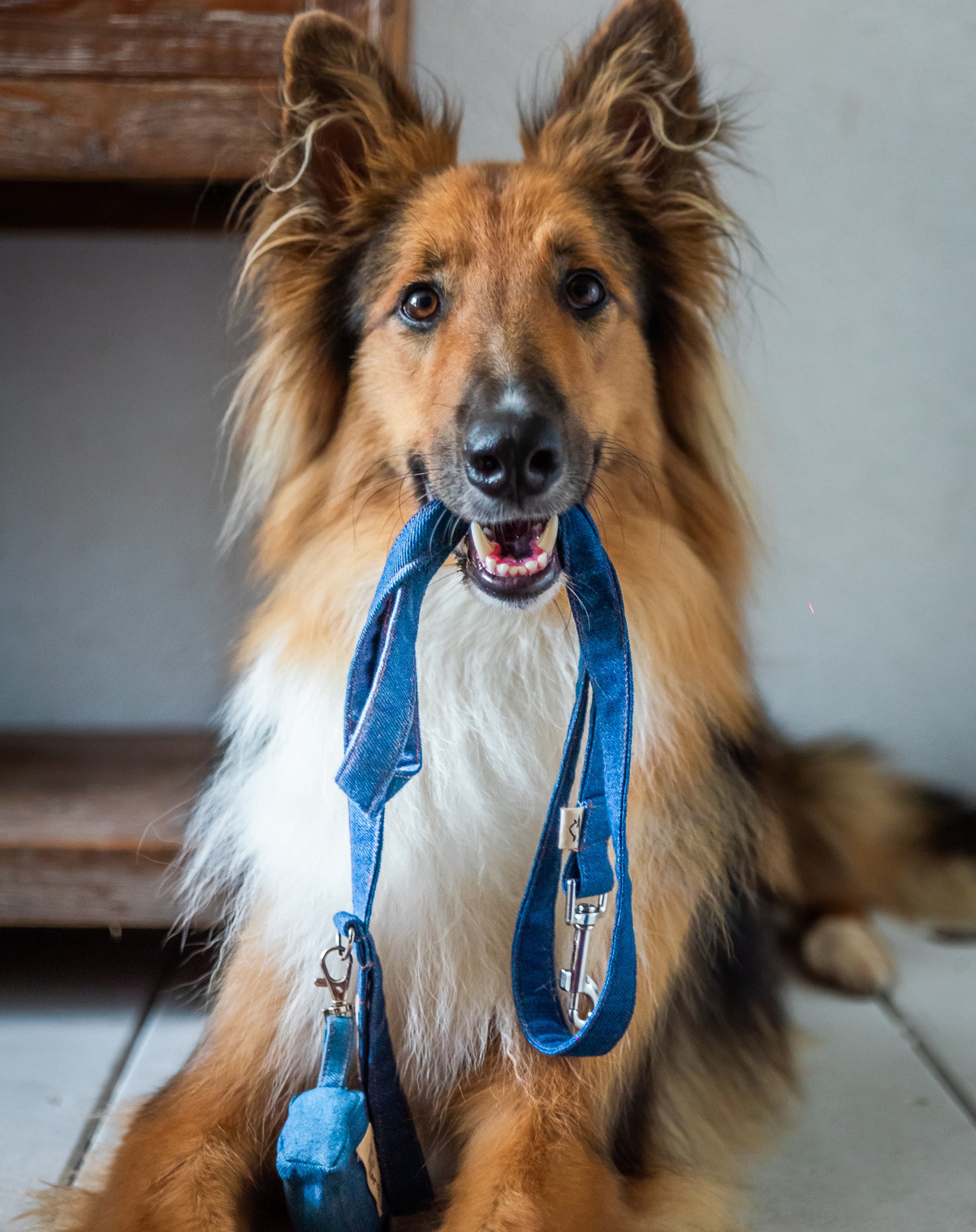 Denim Leash