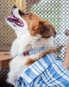 Denim collar