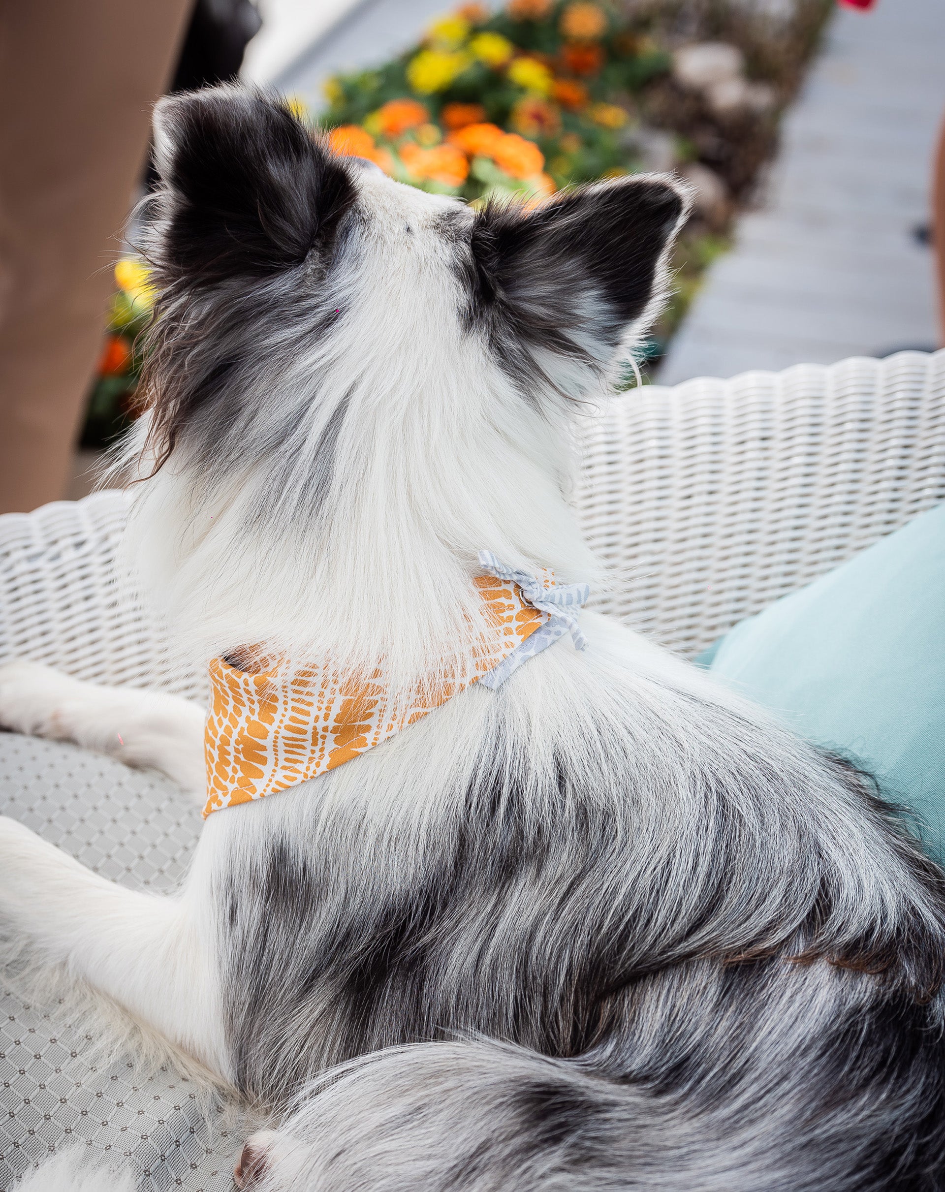 Dream Bandana