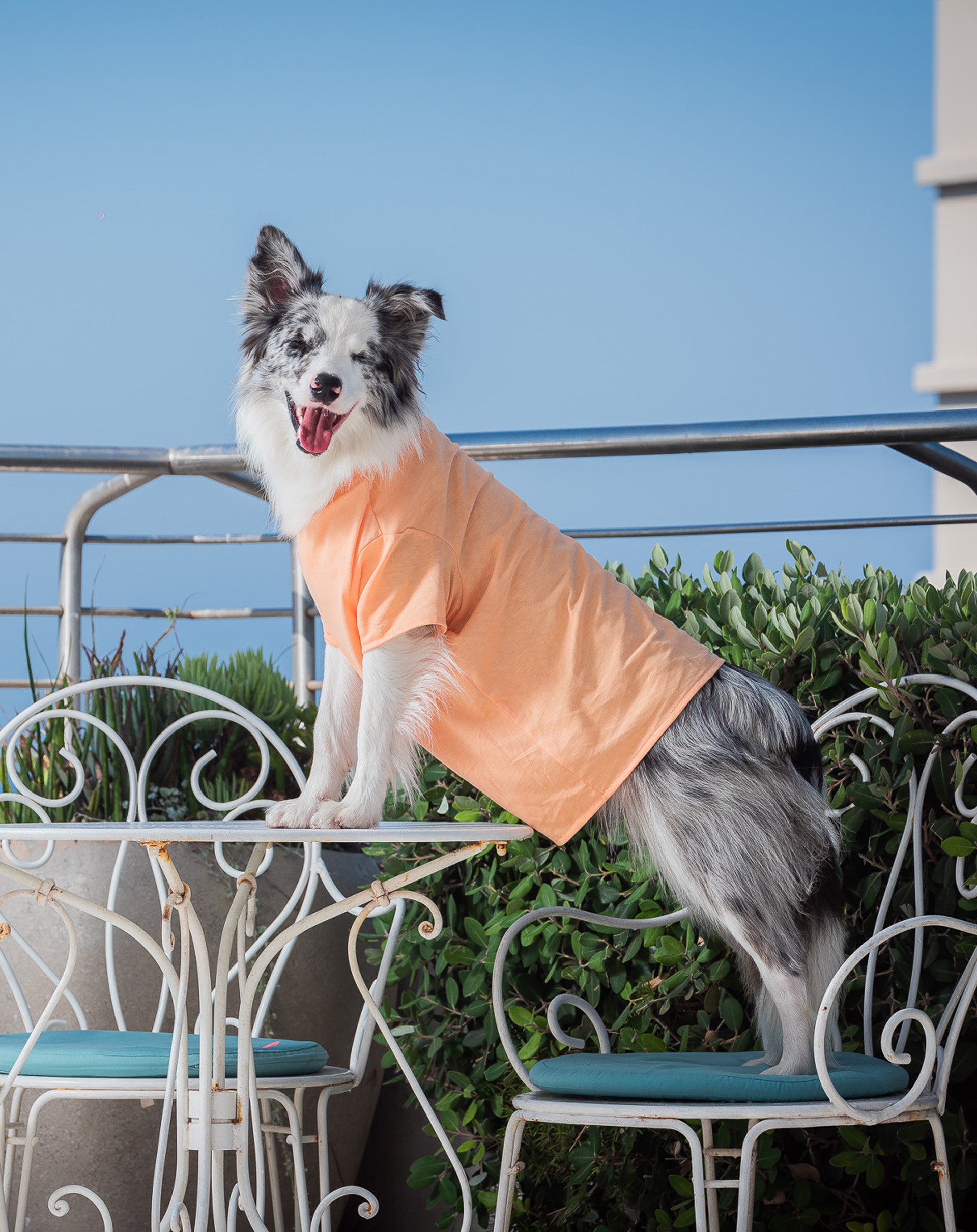 Orange T-Shirt